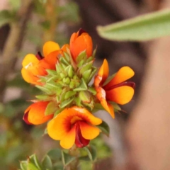 Pultenaea procumbens (Bush Pea) at Bruce Ridge to Gossan Hill - 2 Oct 2023 by ConBoekel