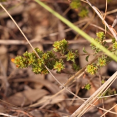 Pultenaea procumbens at Bruce Ridge to Gossan Hill - 2 Oct 2023