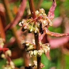 Rumex conglomeratus (Clustered Dock) at Mansfield Wetlands - 30 Dec 2023 by trevorpreston