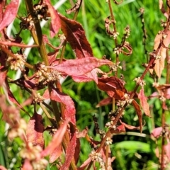 Rumex conglomeratus at Mansfield, VIC - 31 Dec 2023