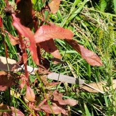 Rumex conglomeratus at Mansfield, VIC - 31 Dec 2023