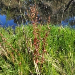 Rumex conglomeratus at Mansfield, VIC - 31 Dec 2023