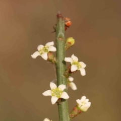 Choretrum pauciflorum (Dwarf Sour Bush) at Bruce, ACT - 1 Oct 2023 by ConBoekel