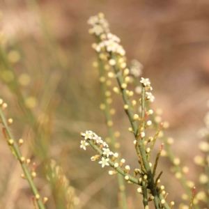 Choretrum pauciflorum at Bruce Ridge - 2 Oct 2023 10:06 AM