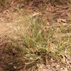 Choretrum pauciflorum at Bruce Ridge - 2 Oct 2023 10:06 AM