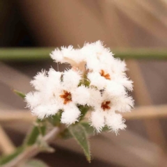 Leucopogon virgatus (Common Beard-heath) at Bruce Ridge - 1 Oct 2023 by ConBoekel