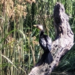 Microcarbo melanoleucos (Little Pied Cormorant) at Mansfield Wetlands - 30 Dec 2023 by trevorpreston