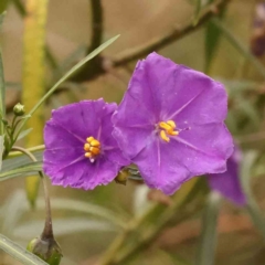 Solanum linearifolium (Kangaroo Apple) at Bruce, ACT - 1 Oct 2023 by ConBoekel