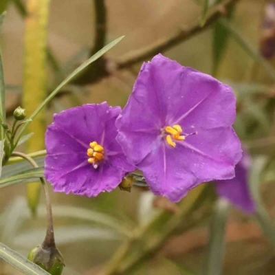 Solanum linearifolium (Kangaroo Apple) at Bruce, ACT - 1 Oct 2023 by ConBoekel