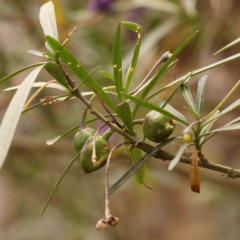 Solanum linearifolium at Bruce Ridge - 2 Oct 2023 09:21 AM