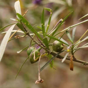 Solanum linearifolium at Bruce Ridge - 2 Oct 2023