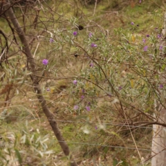 Solanum linearifolium at Bruce Ridge - 2 Oct 2023 09:21 AM