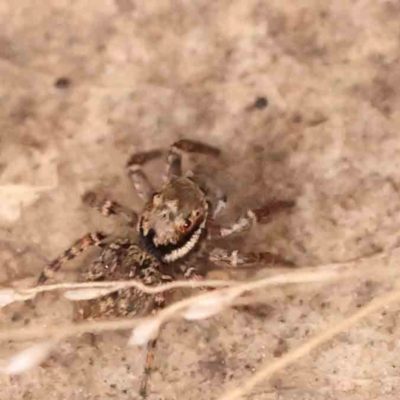 Unidentified Jumping or peacock spider (Salticidae) at Bruce, ACT - 1 Oct 2023 by ConBoekel