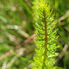 Myriophyllum crispatum (Water Millfoil) at Mansfield, VIC - 31 Dec 2023 by trevorpreston