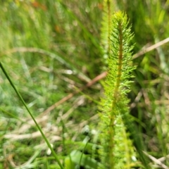 Myriophyllum crispatum at Mansfield, VIC - 31 Dec 2023 10:51 AM