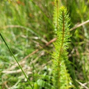Myriophyllum crispatum at Mansfield, VIC - 31 Dec 2023 10:51 AM