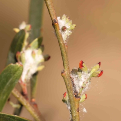 Coccoidea (superfamily) (Mealy bug or scale insect) at Bruce, ACT - 1 Oct 2023 by ConBoekel