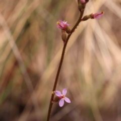 Stylidium graminifolium (Grass Triggerplant) at Bruce, ACT - 1 Oct 2023 by ConBoekel