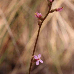 Stylidium graminifolium at Bruce Ridge to Gossan Hill - 2 Oct 2023