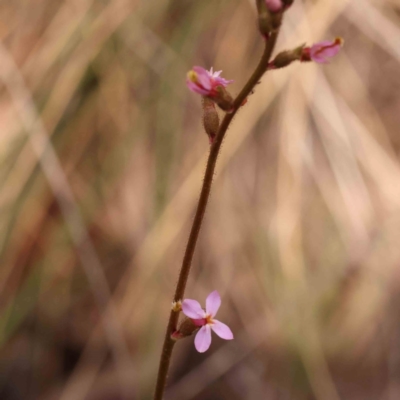 Stylidium graminifolium (Grass Triggerplant) at Bruce Ridge to Gossan Hill - 1 Oct 2023 by ConBoekel