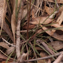 Stylidium graminifolium at Bruce Ridge to Gossan Hill - 2 Oct 2023 10:47 AM