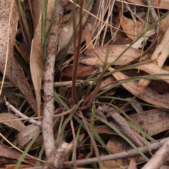 Stylidium graminifolium at Bruce Ridge to Gossan Hill - 2 Oct 2023