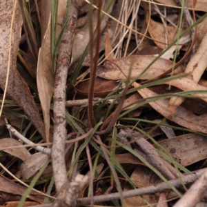 Stylidium graminifolium at Bruce Ridge to Gossan Hill - 2 Oct 2023 10:47 AM