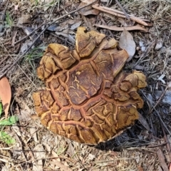 Unidentified Cap on a stem; pores below cap [boletes & stemmed polypores] at Mansfield Wetlands - 30 Dec 2023 by trevorpreston