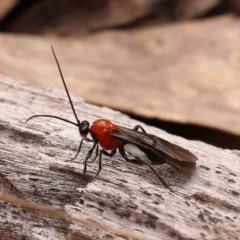 Braconidae (family) (Unidentified braconid wasp) at Bruce Ridge - 1 Oct 2023 by ConBoekel