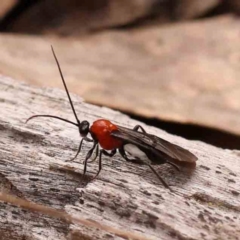 Braconidae (family) (Unidentified braconid wasp) at Bruce, ACT - 1 Oct 2023 by ConBoekel