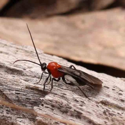 Braconidae (family) (Unidentified braconid wasp) at Bruce Ridge - 1 Oct 2023 by ConBoekel