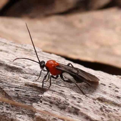 Braconidae (family) (Unidentified braconid wasp) at Bruce Ridge to Gossan Hill - 2 Oct 2023 by ConBoekel