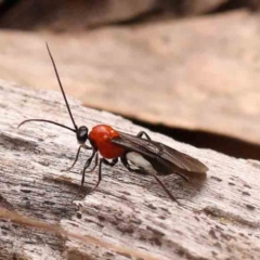 Braconidae (family) at Bruce Ridge - 2 Oct 2023