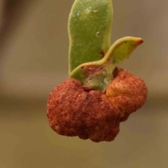 Uromycladium tepperianum (A gall forming rust fungus) at Bruce Ridge to Gossan Hill - 1 Oct 2023 by ConBoekel