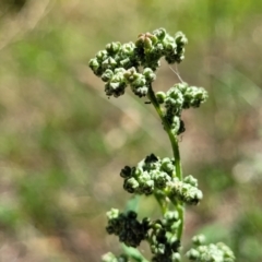 Chenopodium album (Fat Hen) at Mansfield Wetlands - 30 Dec 2023 by trevorpreston