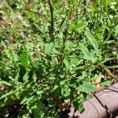 Chenopodium album at Mansfield, VIC - 31 Dec 2023 10:44 AM
