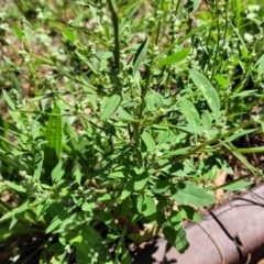 Chenopodium album at Mansfield, VIC - 31 Dec 2023