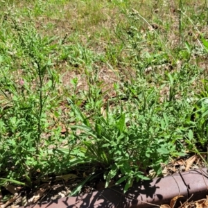 Chenopodium album at Mansfield, VIC - 31 Dec 2023