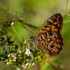 Geitoneura acantha (Ringed Xenica) at Penrose, NSW - 30 Dec 2023 by Aussiegall