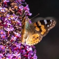 Vanessa kershawi (Australian Painted Lady) at Wingecarribee Local Government Area - 30 Dec 2023 by Aussiegall