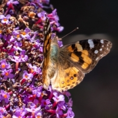 Vanessa kershawi (Australian Painted Lady) at Penrose - 30 Dec 2023 by Aussiegall