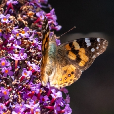 Vanessa kershawi (Australian Painted Lady) at Penrose - 30 Dec 2023 by Aussiegall