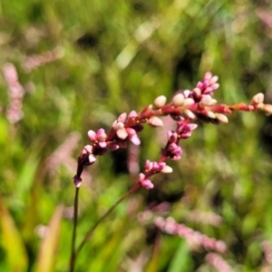 Persicaria decipiens at Mansfield, VIC - 31 Dec 2023 10:42 AM