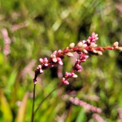 Persicaria decipiens (Slender Knotweed) at Mansfield Wetlands - 30 Dec 2023 by trevorpreston