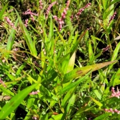 Persicaria decipiens at Mansfield, VIC - 31 Dec 2023 10:42 AM