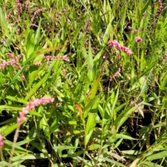 Persicaria decipiens at Mansfield, VIC - 31 Dec 2023 10:42 AM