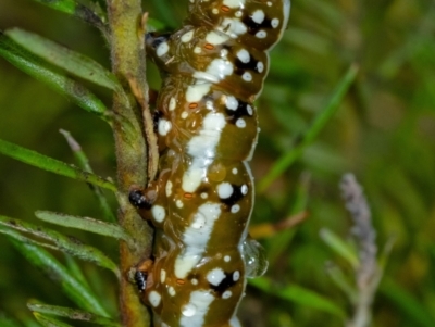 Psalidostetha banksiae (Banksia Moth) at Penrose - 31 Dec 2023 by Aussiegall