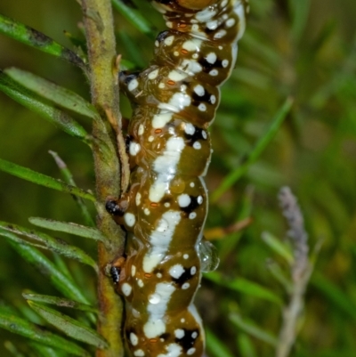 Psalidostetha banksiae (Banksia Moth) at Wingecarribee Local Government Area - 31 Dec 2023 by Aussiegall