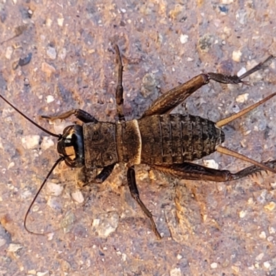 Unidentified Cricket (several families) at Mansfield, VIC - 31 Dec 2023 by trevorpreston