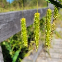 Carex fascicularis (Tassel Sedge) at Mansfield Wetlands - 30 Dec 2023 by trevorpreston